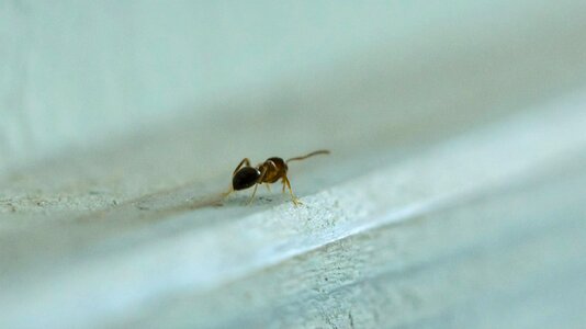 Macro insect animal