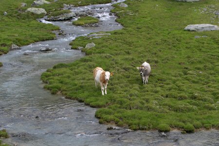 Cow mountains dolomites photo