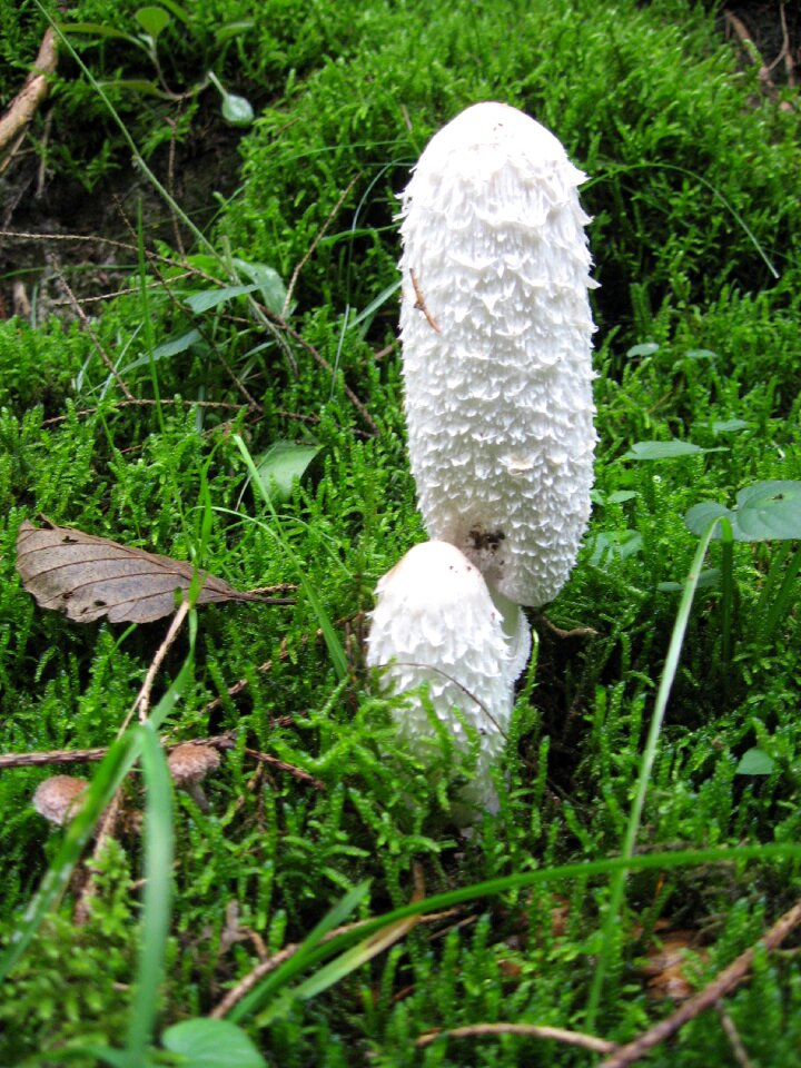 Coprinus comatus forest nature