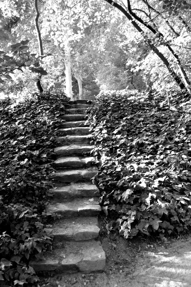 Ladder park rung