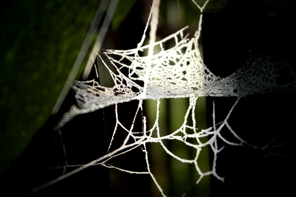 Backlight fibers nature