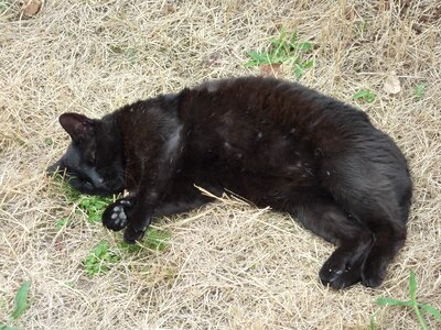 Black kitty sleeping