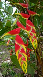 Banana flower garden colors