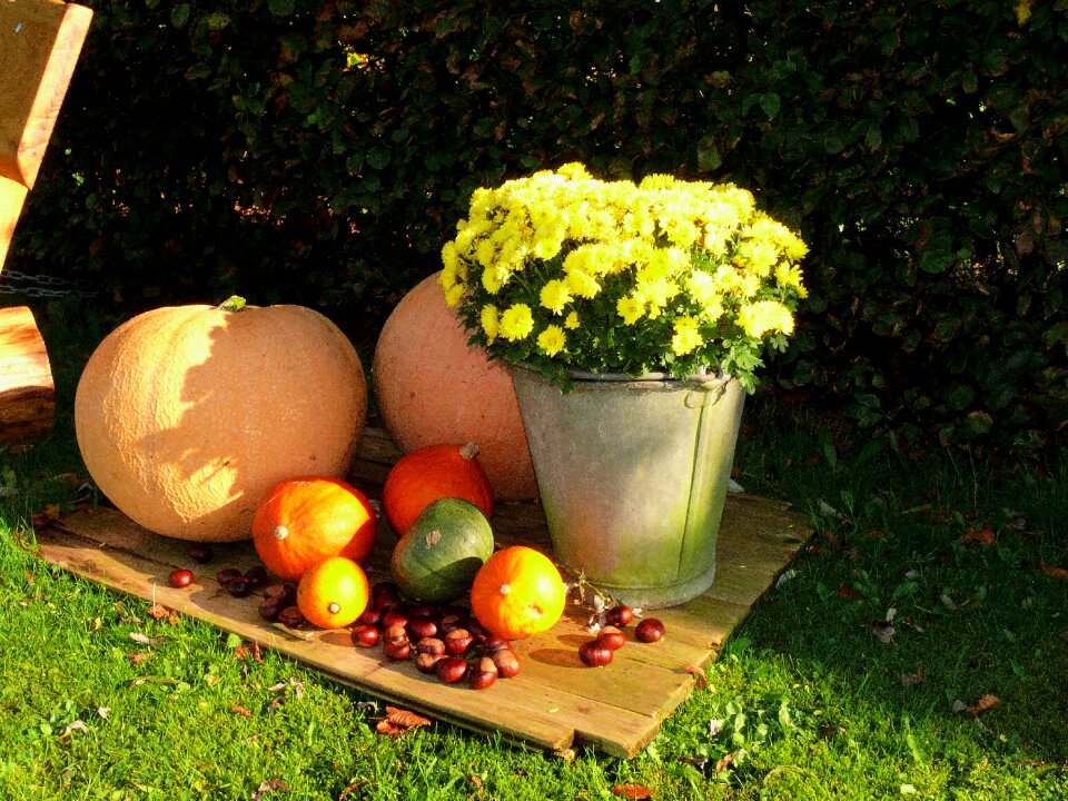 Autumn colorful golden