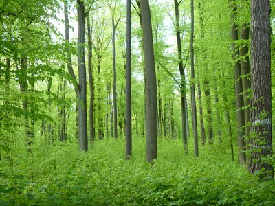 Book green nature