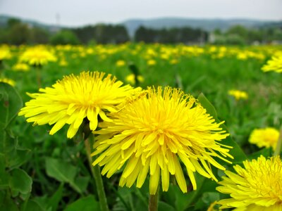 Meadow spring nature photo