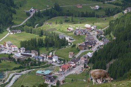 Cow mountains dolomites photo