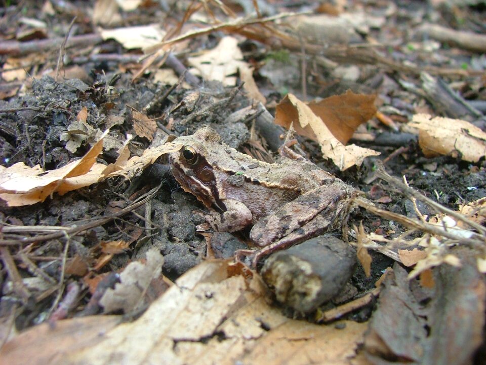 Mátra mountains foliage frog