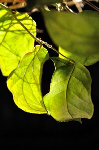 Light green bright beech leaves
