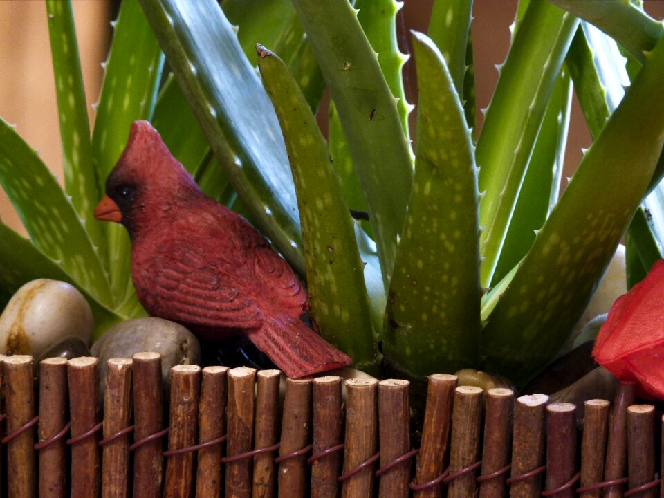 Red decoration close-up