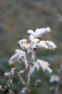 Macro cold white
