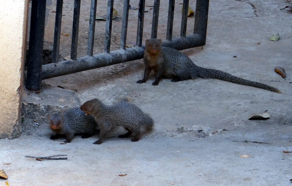 Animals mammals babies