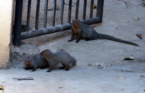 Animals mammals babies