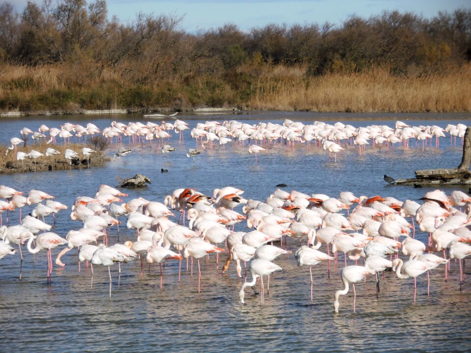 Pink flemish nature animals