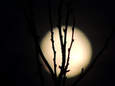 Night glow bush