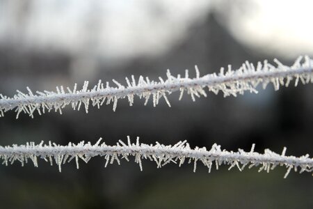 Detail frost winter