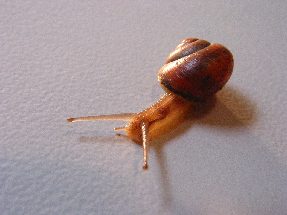 Snail animals nature