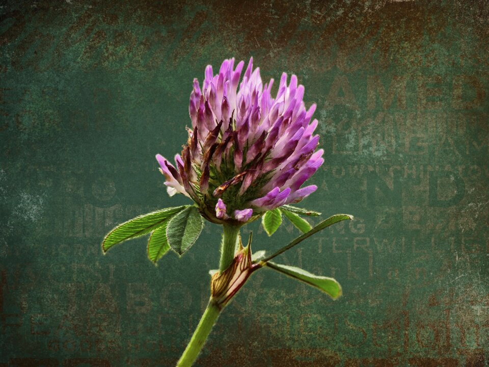 Flower details beautiful