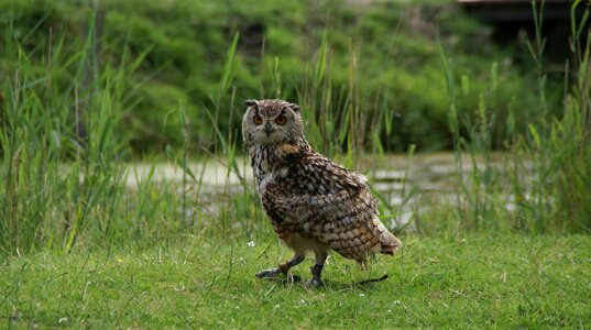 Hoenderdaell rock eagle owl owl photo