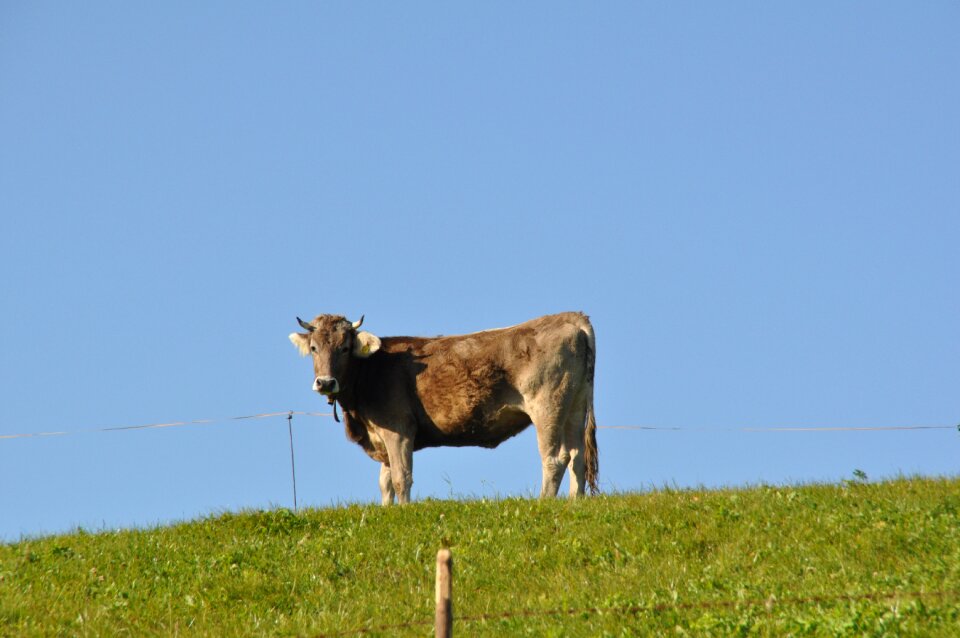 Mammal animal milk cow