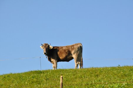 Mammal animal milk cow