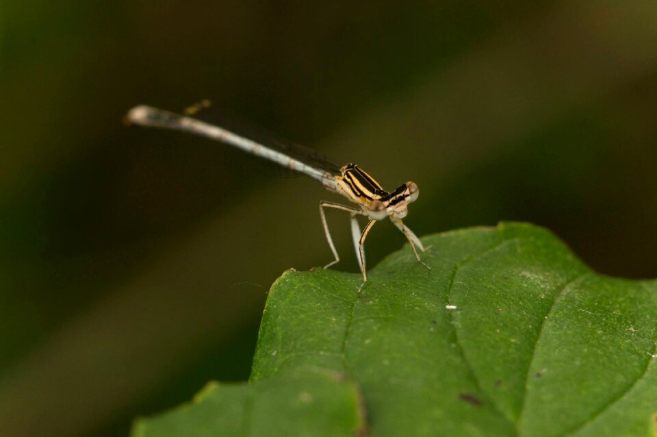 Close up insect eyes