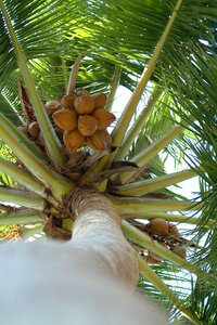 Coconut palma maldives