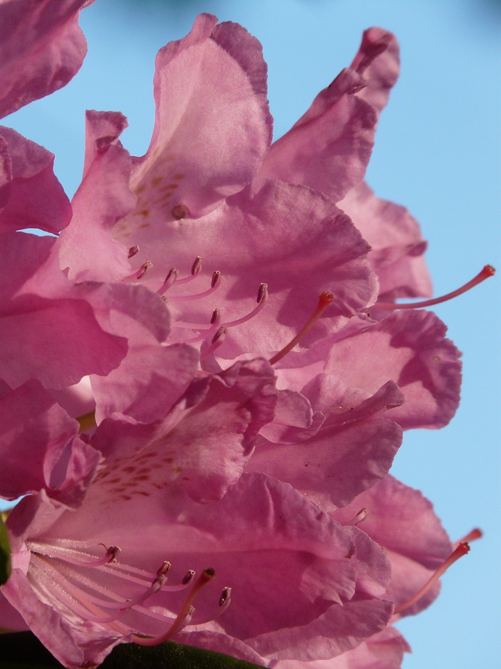 Bloom colorful bright