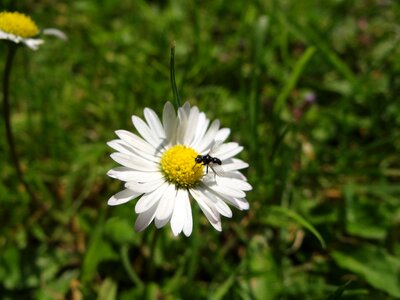 Bloom meadow summer