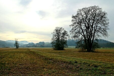 Trees wide distant