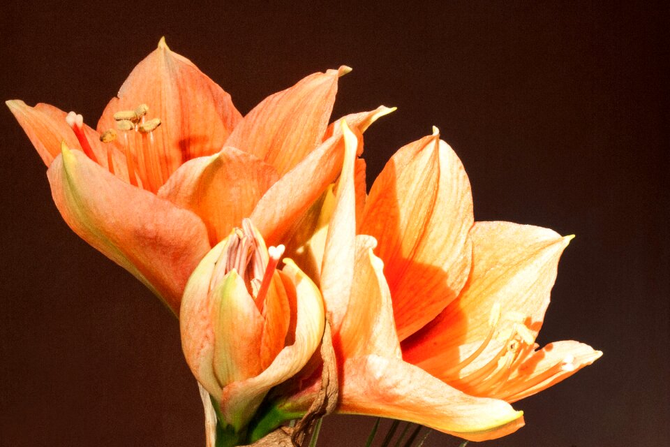 Tender flower plant