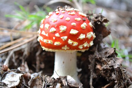 Fungi poison danger