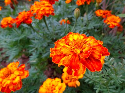 Baguio flowers flowers blossom