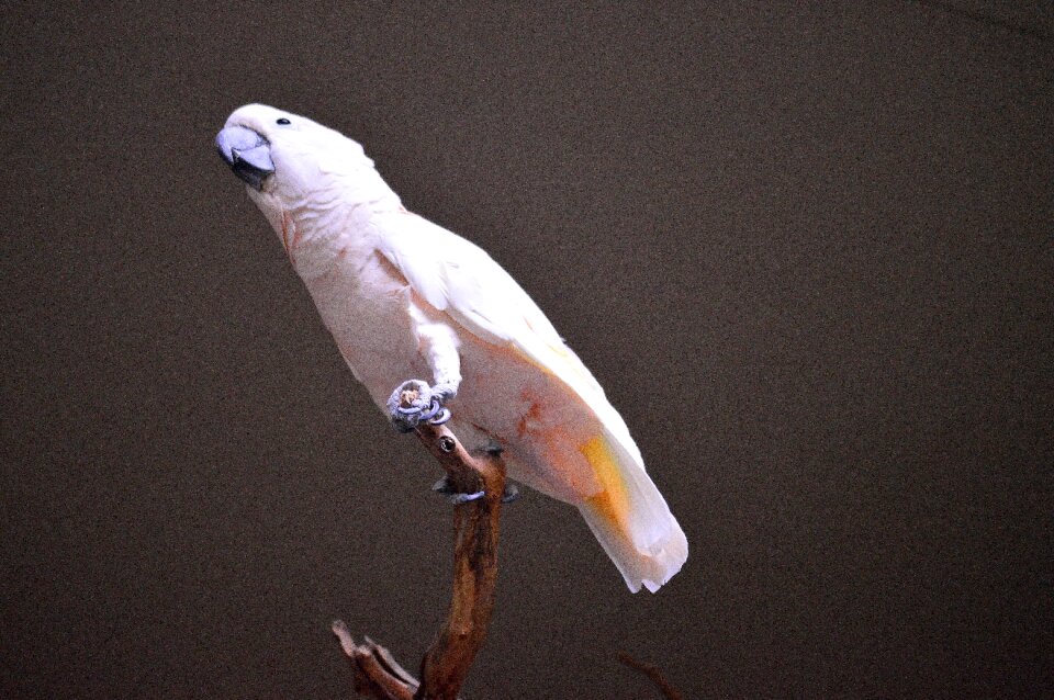 Exotic wildlife perch