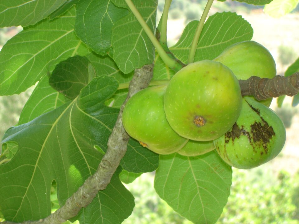 Fig ouazzane karmos