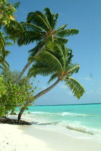 Maldives palma beach photo