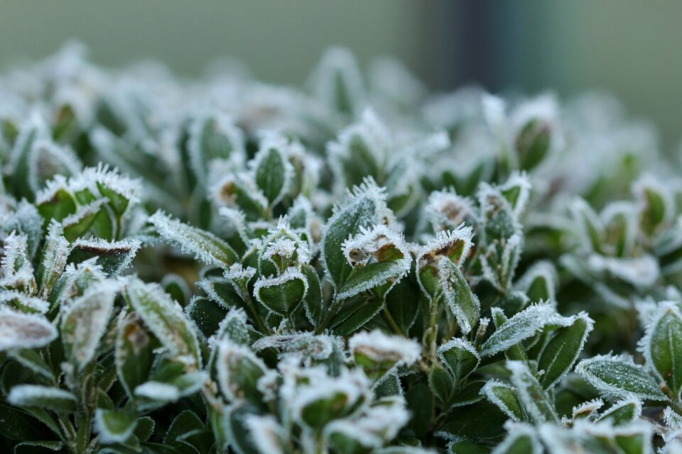 Winter frozen eiskristalle