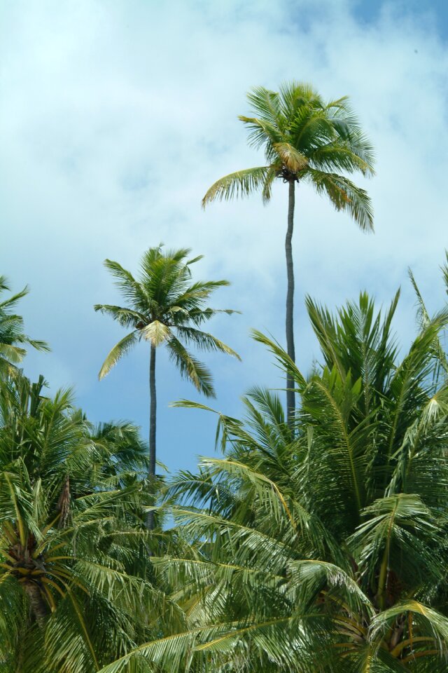 Maldives palms beach