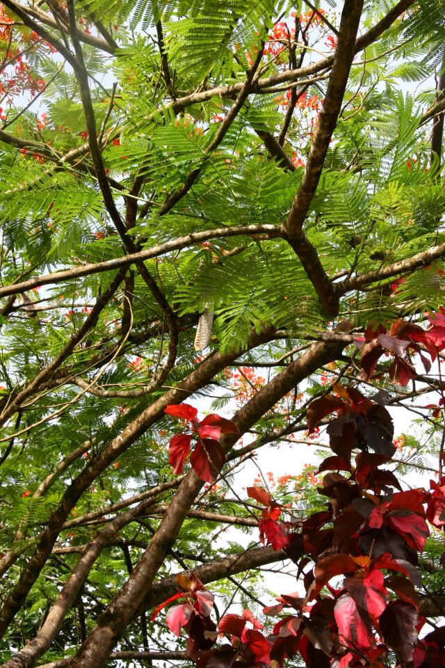 Martinique vegetation flowering