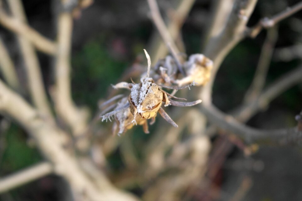 Winter icing frost