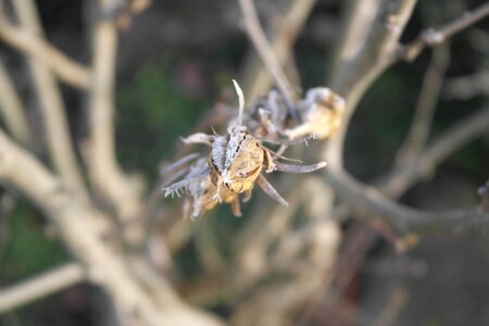Winter icing frost