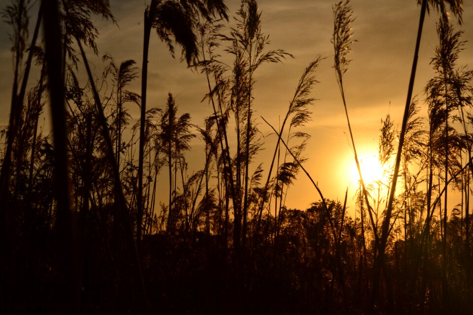 The sun the charm of the reeds