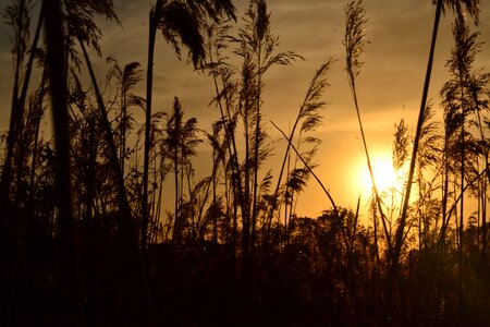 The sun the charm of the reeds photo