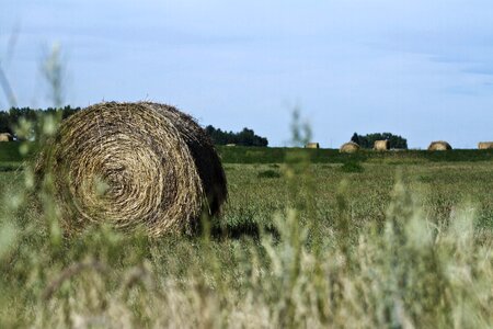 Bale wheat farm