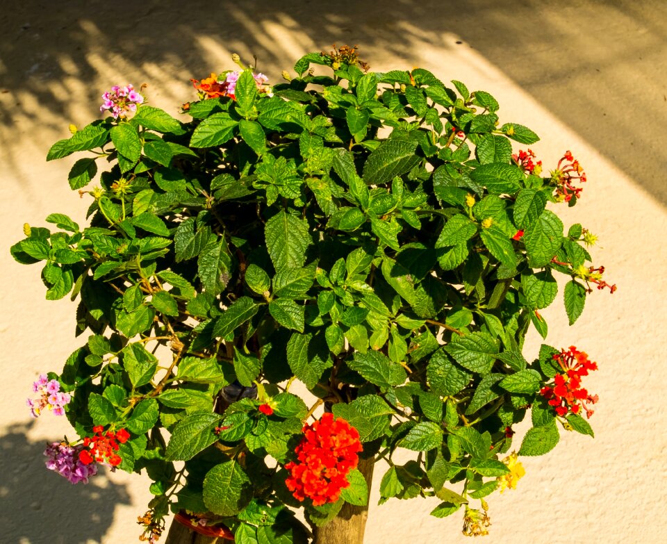 Flourishing tree blossom flowering shrub