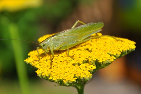 Grasshopper flower nature