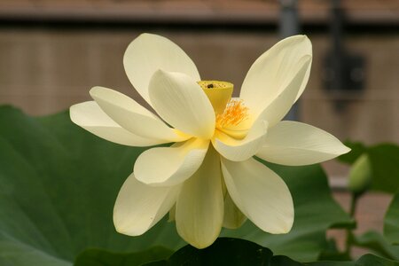 Aquatic plant nature nuphar