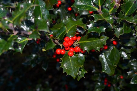 Red plant fruits photo