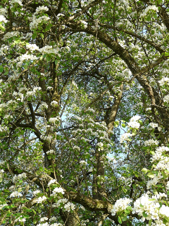 Pear blossom blossom bloom
