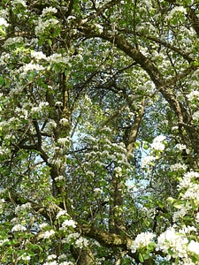 Pear blossom blossom bloom